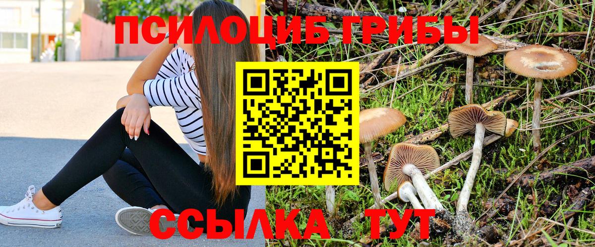 Краснодар  Псилоцибиновые грибы GOLDEN TEACHER  Вход с VPN 
